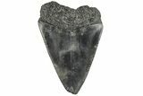 Fossil Great White Shark Tooth - South Carolina #202027-1